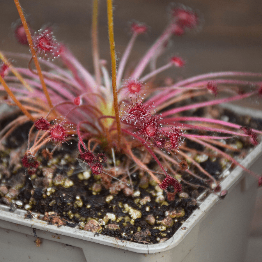 Drosera paradoxa