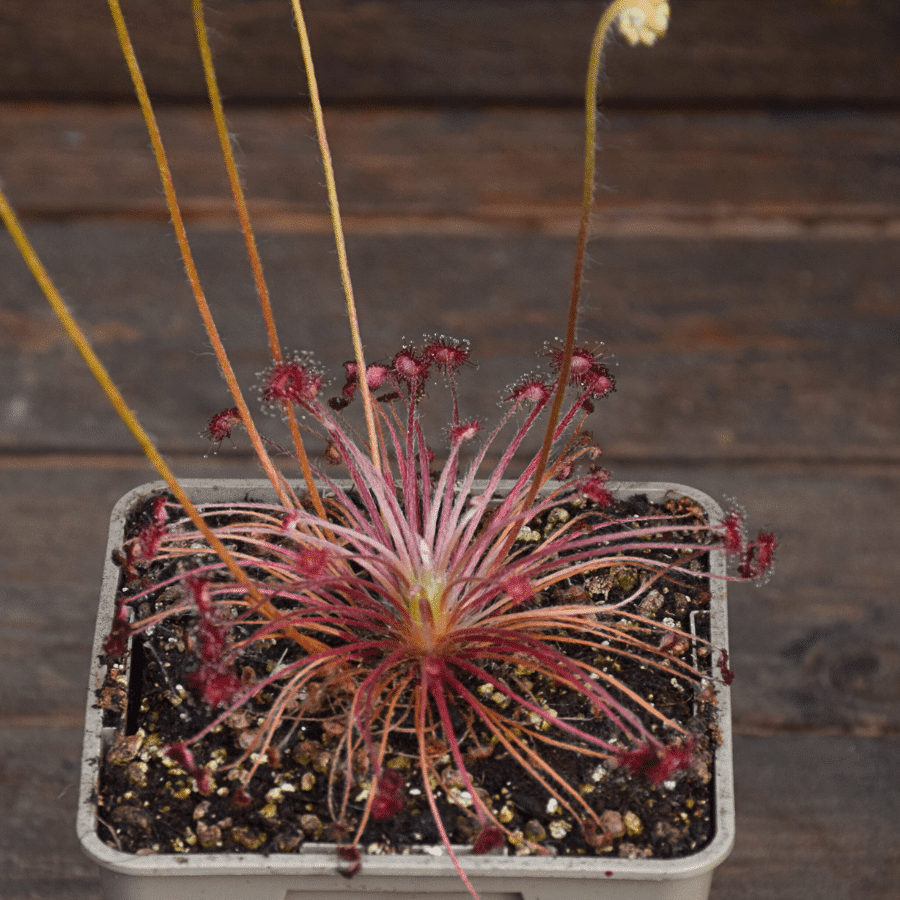 Drosera paradoxa