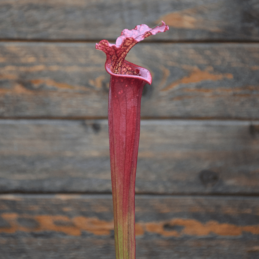 Sarracenia F45 MK x L49A MK