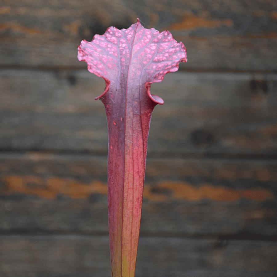 Sarracenia F45 MK x L49A MK