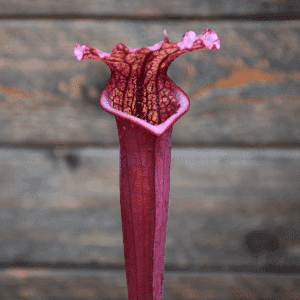 Sarracenia F45 MK x L49A MK