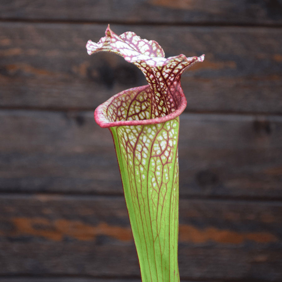 Sarracenia 'French Kiss' - (H217 MK)