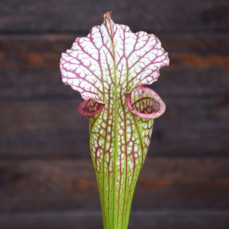 Sarracenia 'French Kiss' - (H217 MK)