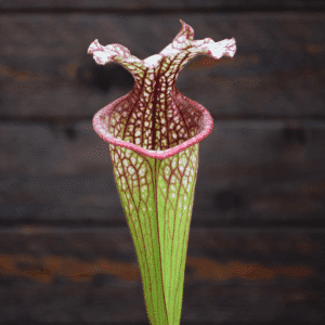 Sarracenia 'French Kiss' - (H217 MK)