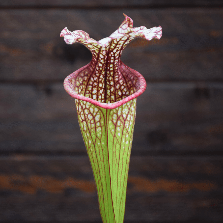 Sarracenia 'French Kiss' - (H217 MK)