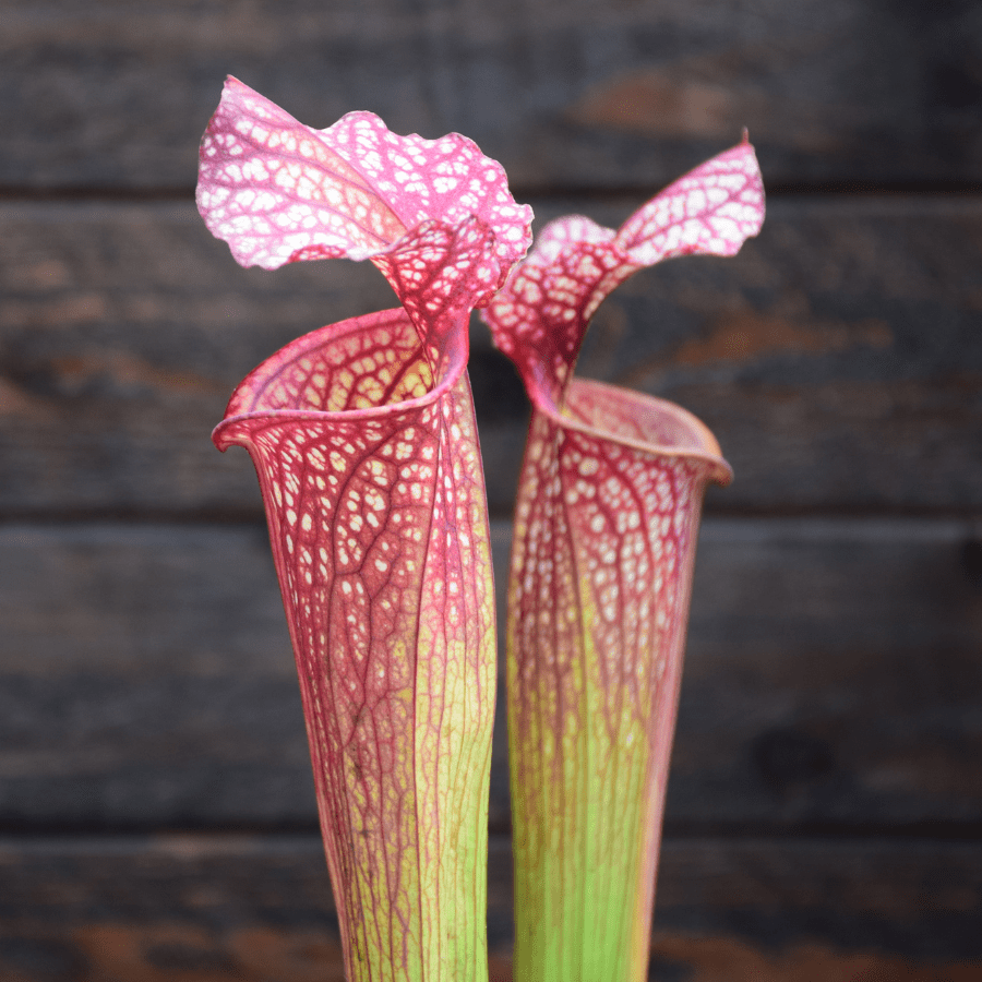 Sarracenia x moorei - H92 MK, Very large, Norman Parker