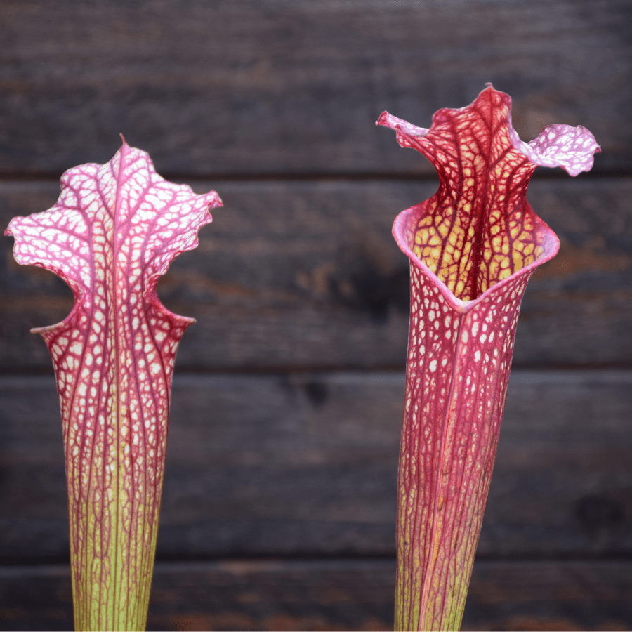 Sarracenia x moorei - H92 MK, Very large, Norman Parker