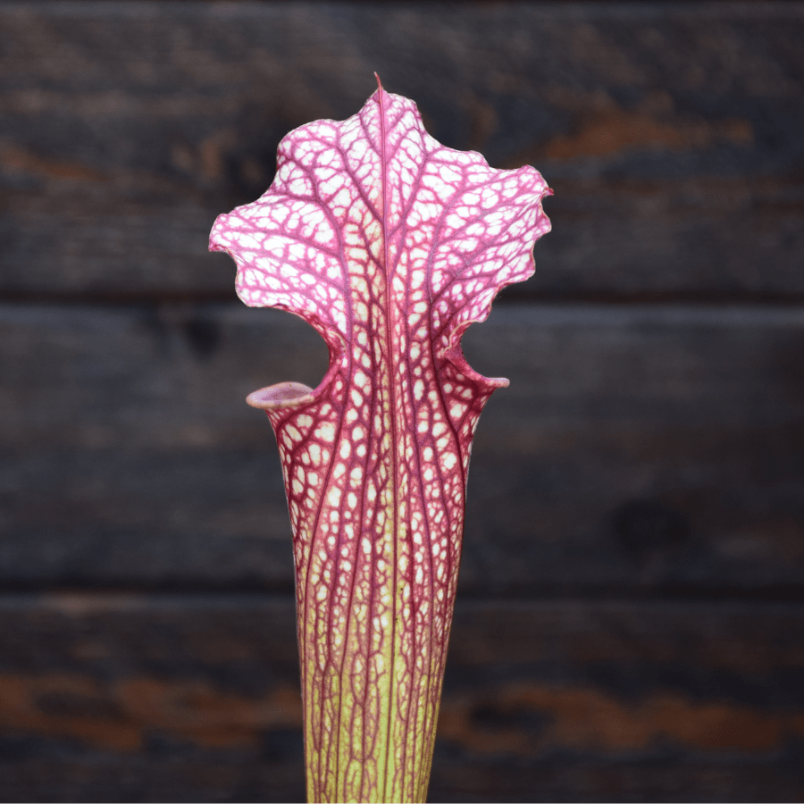 Sarracenia x moorei - H92 MK, Very large, Norman Parker