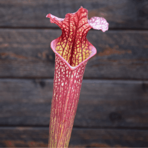 Sarracenia x moorei - H92 MK, Very large, Norman Parker