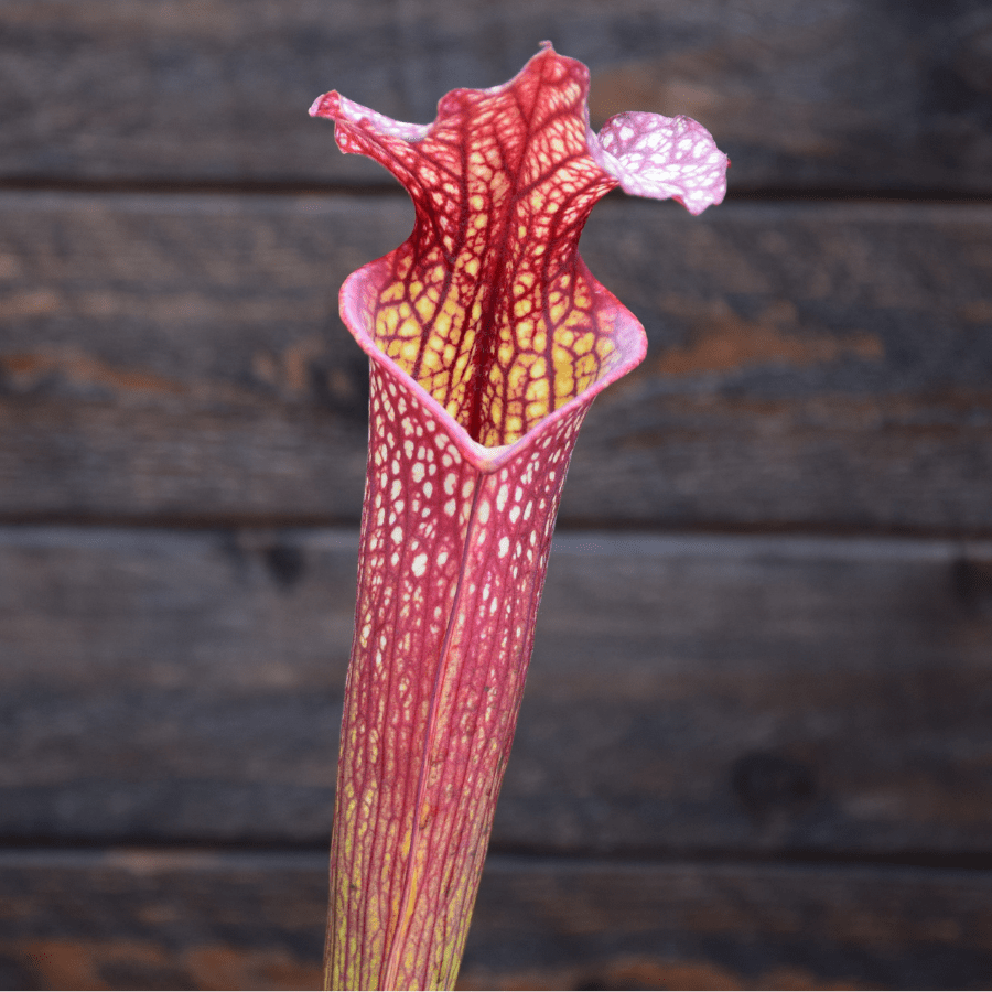 Sarracenia x moorei - H92 MK, Very large, Norman Parker