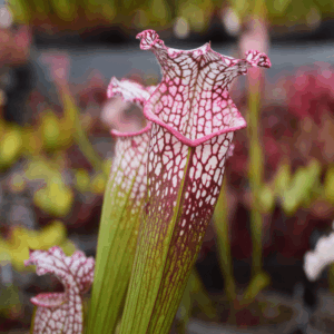 Sarracenia leucophylla Large Pink Lipped, Apalachicola FL - L18 MK
