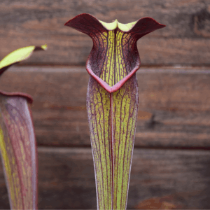 Sarracenia alata - Pubescent black