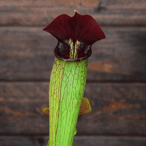 Sarracenia alata var. rubrioperculata - Very large maroon throat - A59 MK