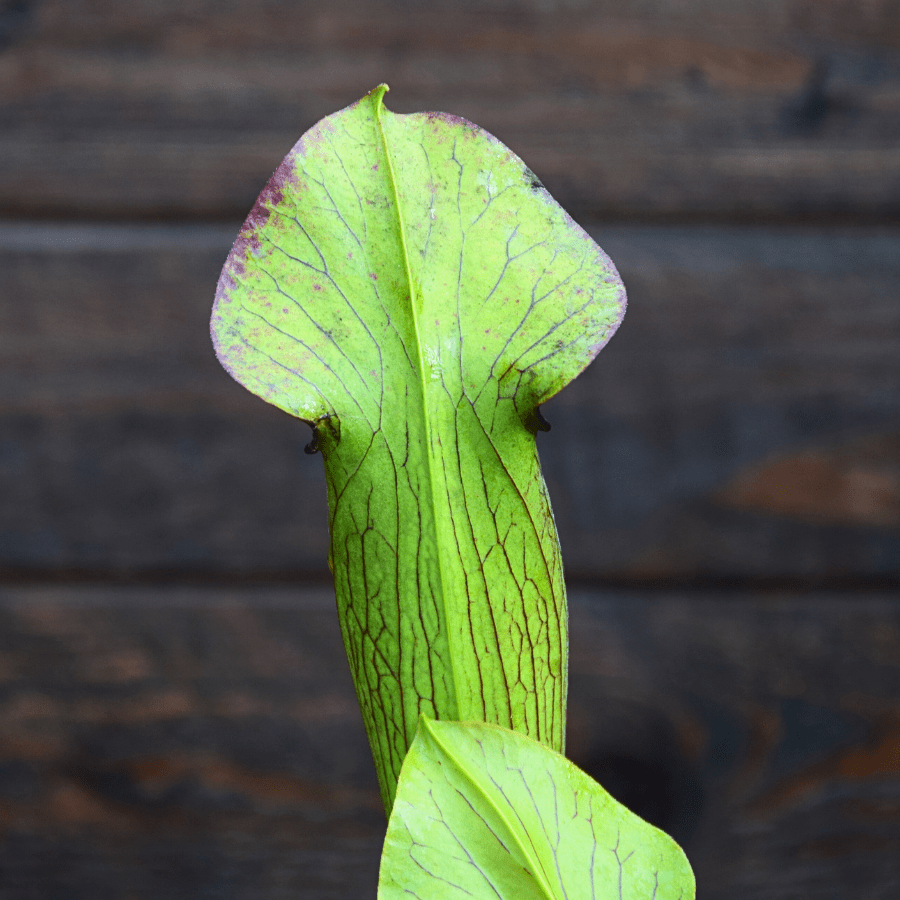 Sarracenia alata var. rubrioperculata - Very large maroon throat - A59 MK