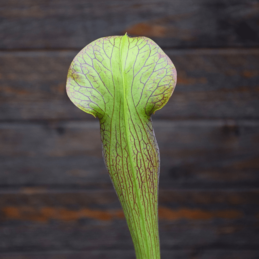 Sarracenia alata var. rubrioperculata - A20 MK
