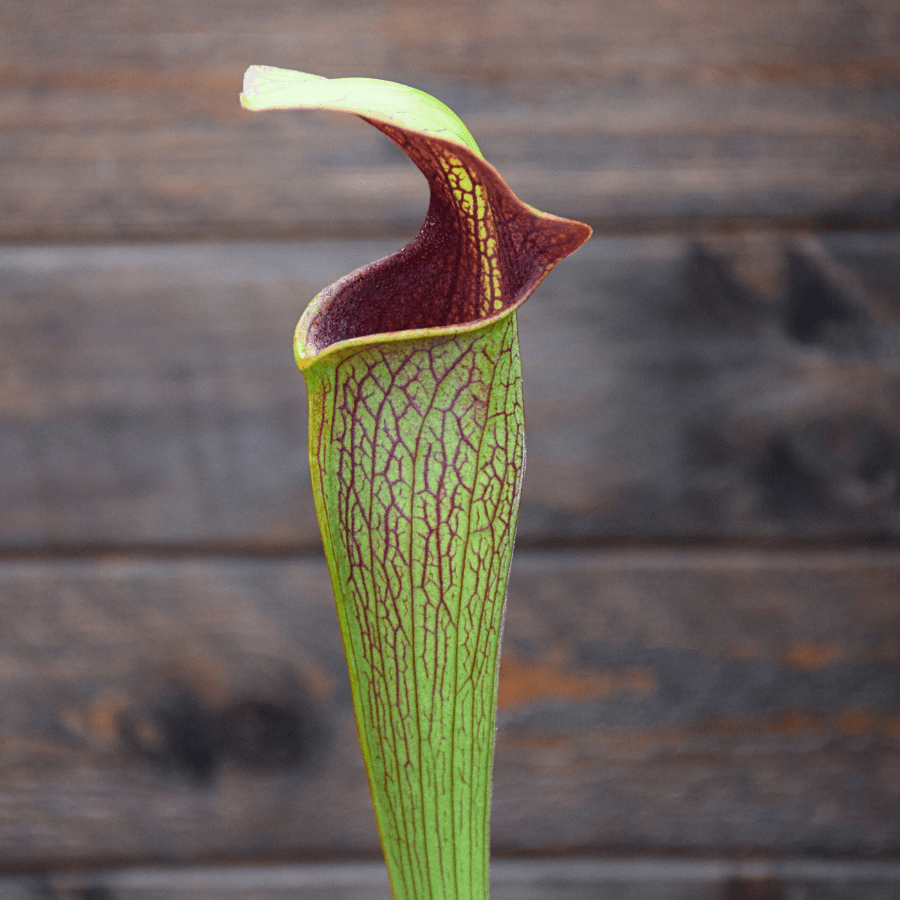 Sarracenia alata var. rubrioperculata - A20 MK