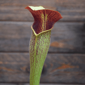 Sarracenia alata var. rubrioperculata - A20 MK