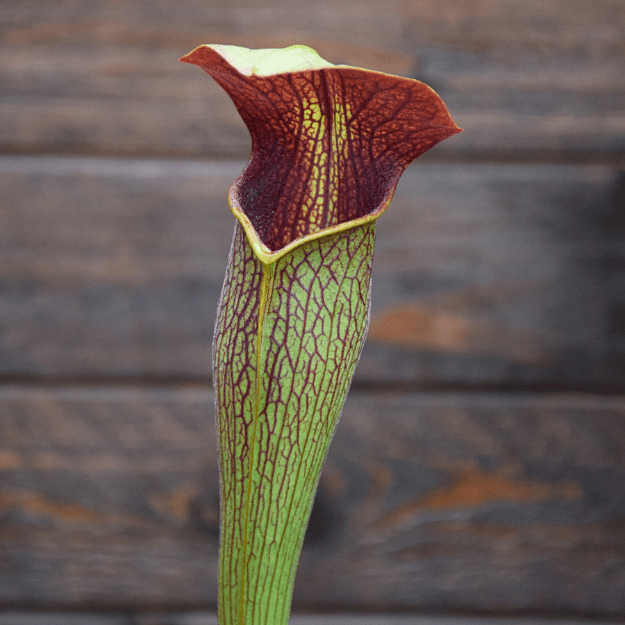 Sarracenia alata var. rubrioperculata - A20 MK