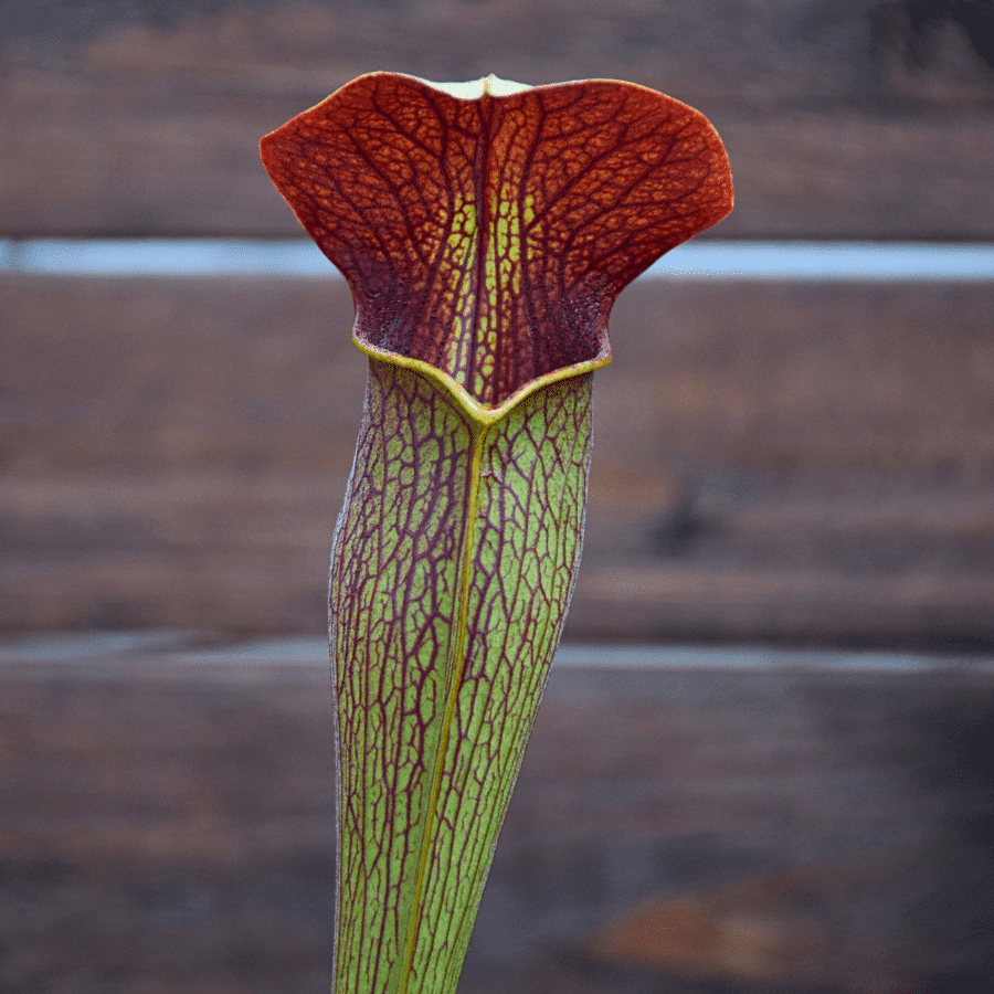 Sarracenia alata var. rubrioperculata - A20 MK