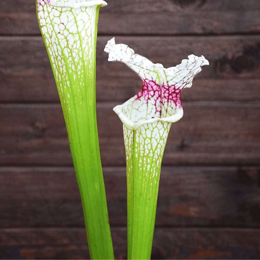 Sarracenia leucophylla (L30A M. Srba) x S. x Moorei "A porais" – Image 4