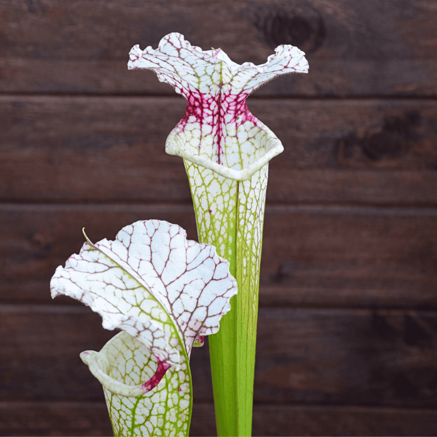 Sarracenia leucophylla (L30A M. Srba) x S. x Moorei "A porais" – Image 2
