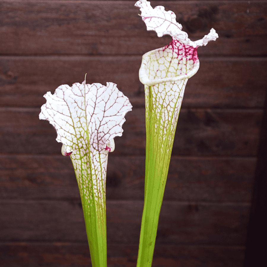 Sarracenia leucophylla (L30A M. Srba) x S. x Moorei "A porais" – Image 3
