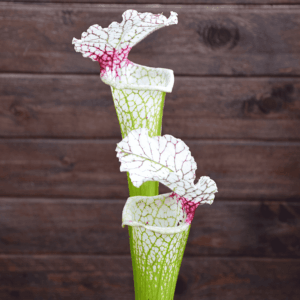 Sarracenia leucophylla (L30A M. Srba) x S. x Moorei "A porais"