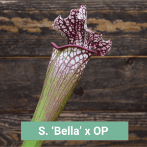 Sarracenia 'Bella' x OP