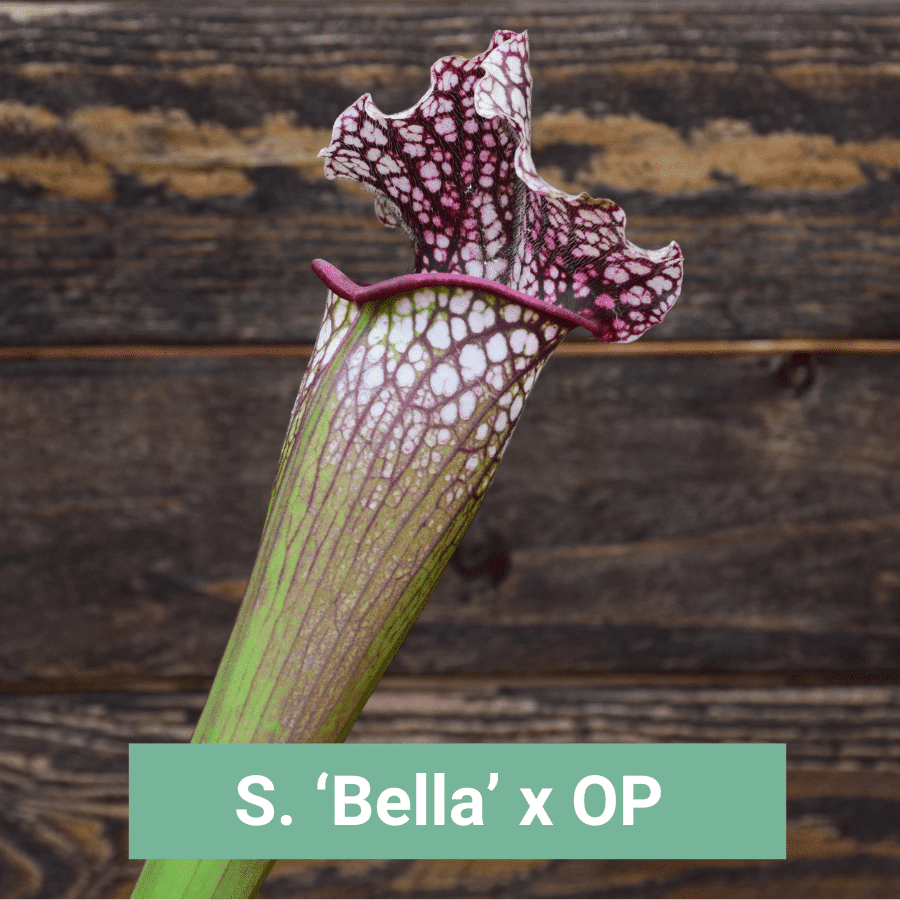 Sarracenia 'Bella' x OP