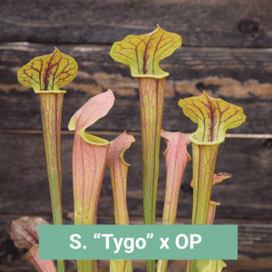 Graines Sarracenia "Tygo" x OP - Récolte 2025