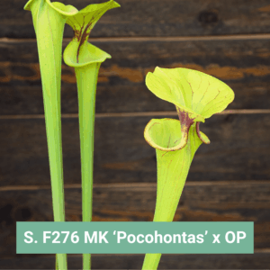 Sarracenia flava var. ornata 'Pocohontas' F276 MK x OP