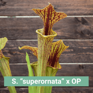 Graines Sarracenia flava var. ornata "superornata" x OP - Récolte 2025