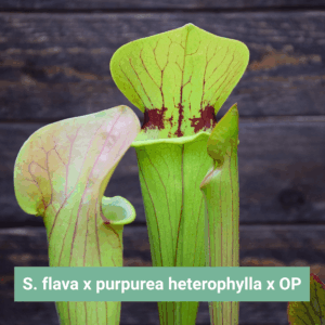 Graines Sarracenia flava x purpurea heterophylla x OP - Récolte 2025