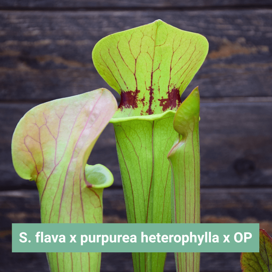 Graines Sarracenia flava x purpurea heterophylla x OP - Récolte 2025