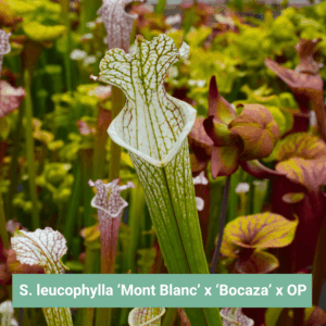 Graines Sarracenia leucophylla 'Mont Blanc' x 'Bocaza' x OP - Récolte 2025