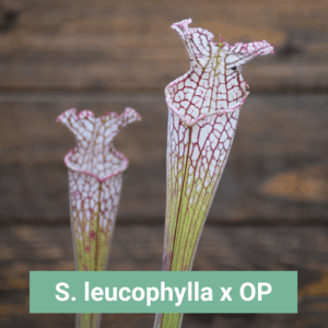 Sarracenia leucophylla x OP