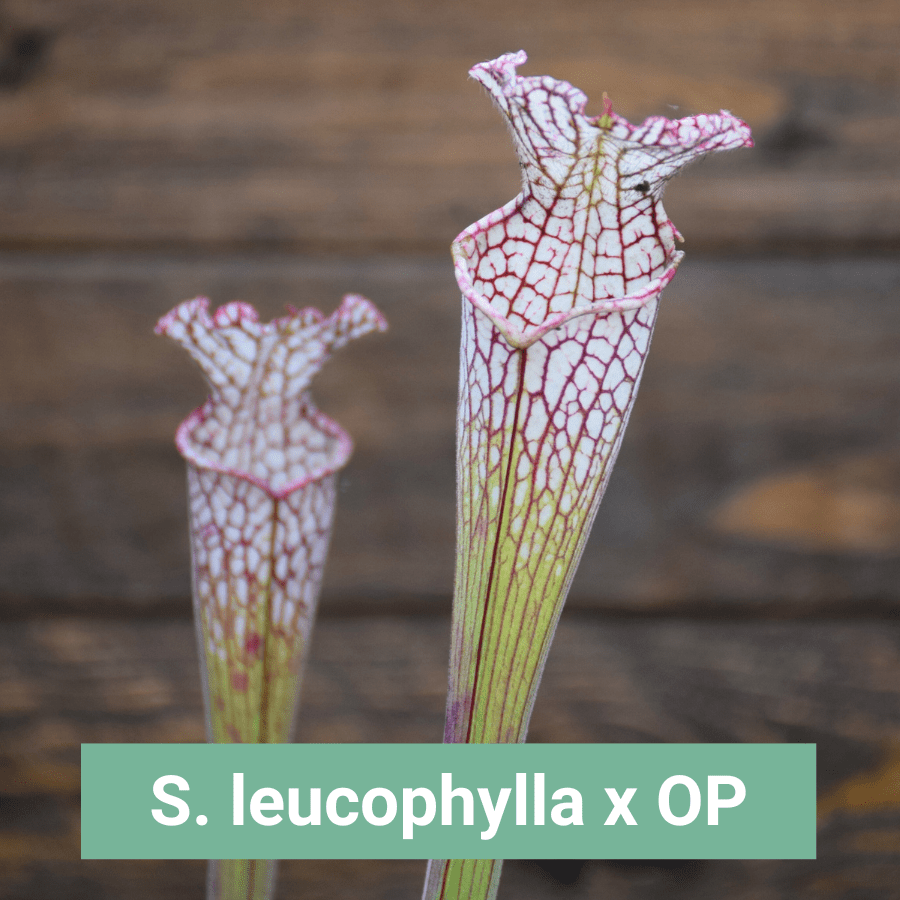Sarracenia leucophylla x OP