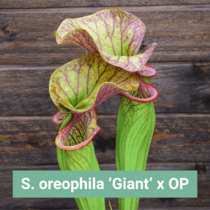 Graines Sarracenia oreophila 'Giant' x OP - Récolte 2025