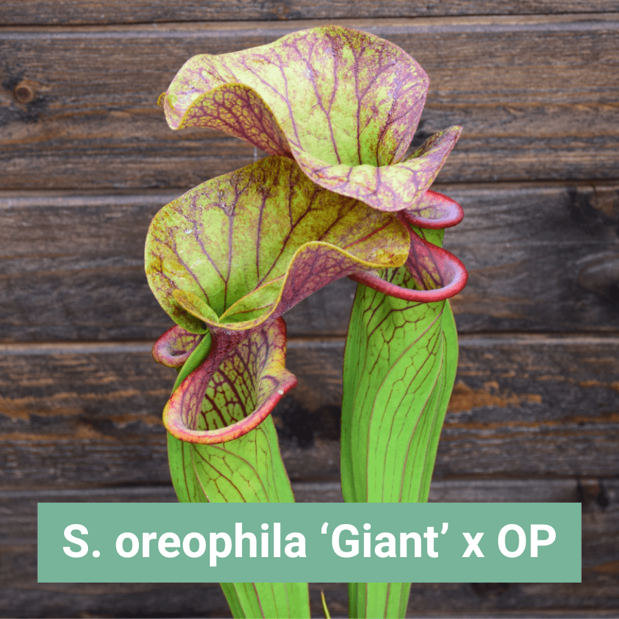 Graines Sarracenia oreophila 'Giant' x OP - Récolte 2025