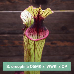 Graines Sarracenia oreophila O5 MK x S. x moorei 'Wilkerson White Knight' x OP - Récolte 2025