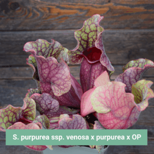 Graines Sarracenia purpurea ssp. venosa x purpurea x OP - Récolte 2025