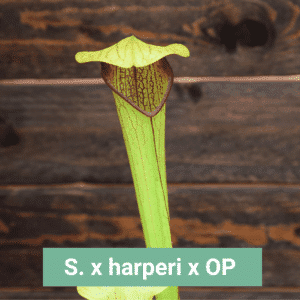 Graines Sarracenia x harperi x OP - Récolte 2025