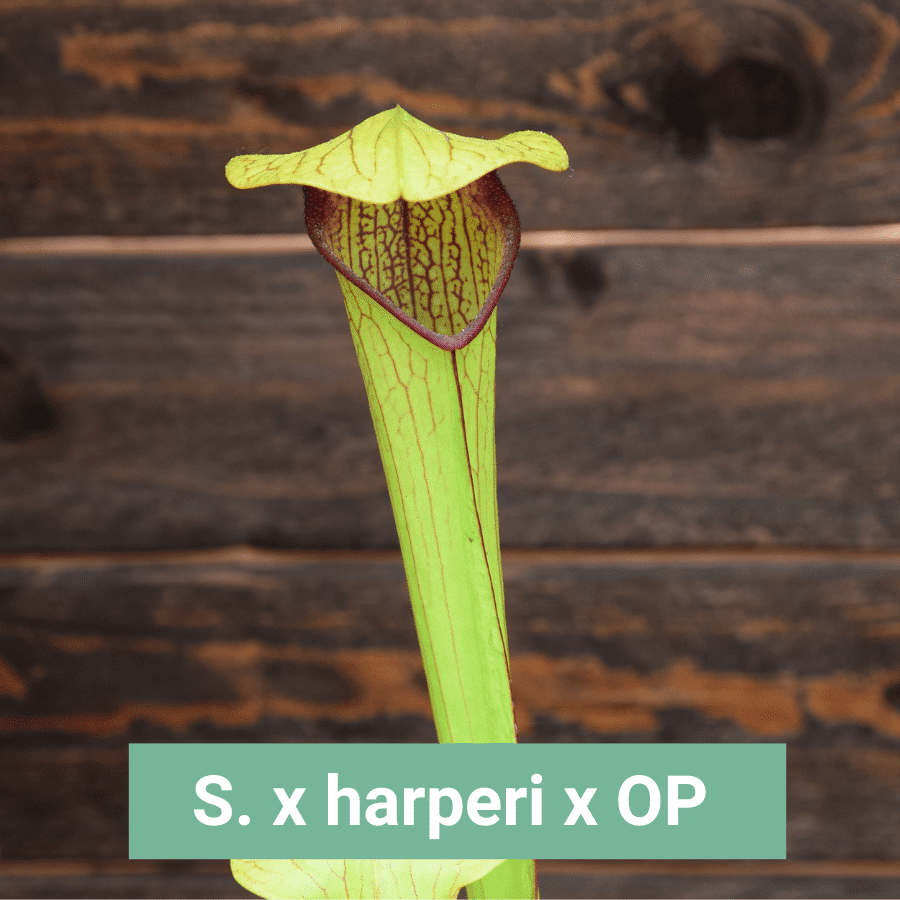 Graines Sarracenia x harperi x OP - Récolte 2025