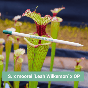 Sarracenia x moorei 'Leah Wilkerson' x OP