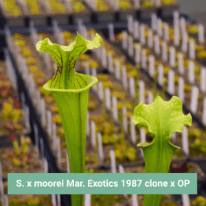 Sarracenia x moorei Marston Exotics 1987 clone x OP