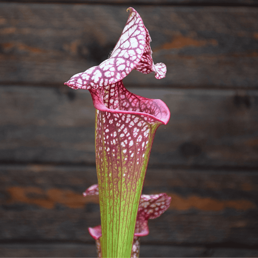 Sarracenia x moorei ('Wilkerson White Knight' x 'Wilkerson red') x 'Adrian Slack'