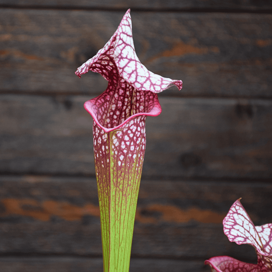 Sarracenia x moorei ('Wilkerson White Knight' x 'Wilkerson red') x 'Adrian Slack'