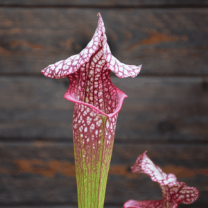 Sarracenia x moorei ('Wilkerson White Knight' x 'Wilkerson red') x 'Adrian Slack'