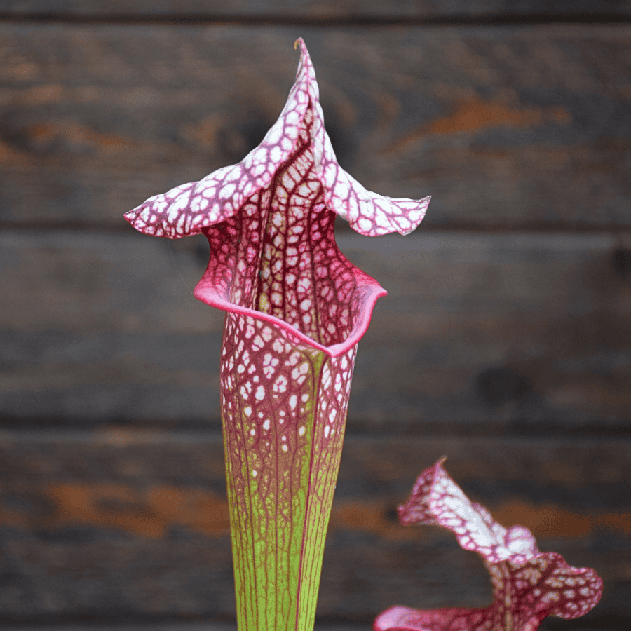 Sarracenia x moorei ('Wilkerson White Knight' x 'Wilkerson red') x 'Adrian Slack'