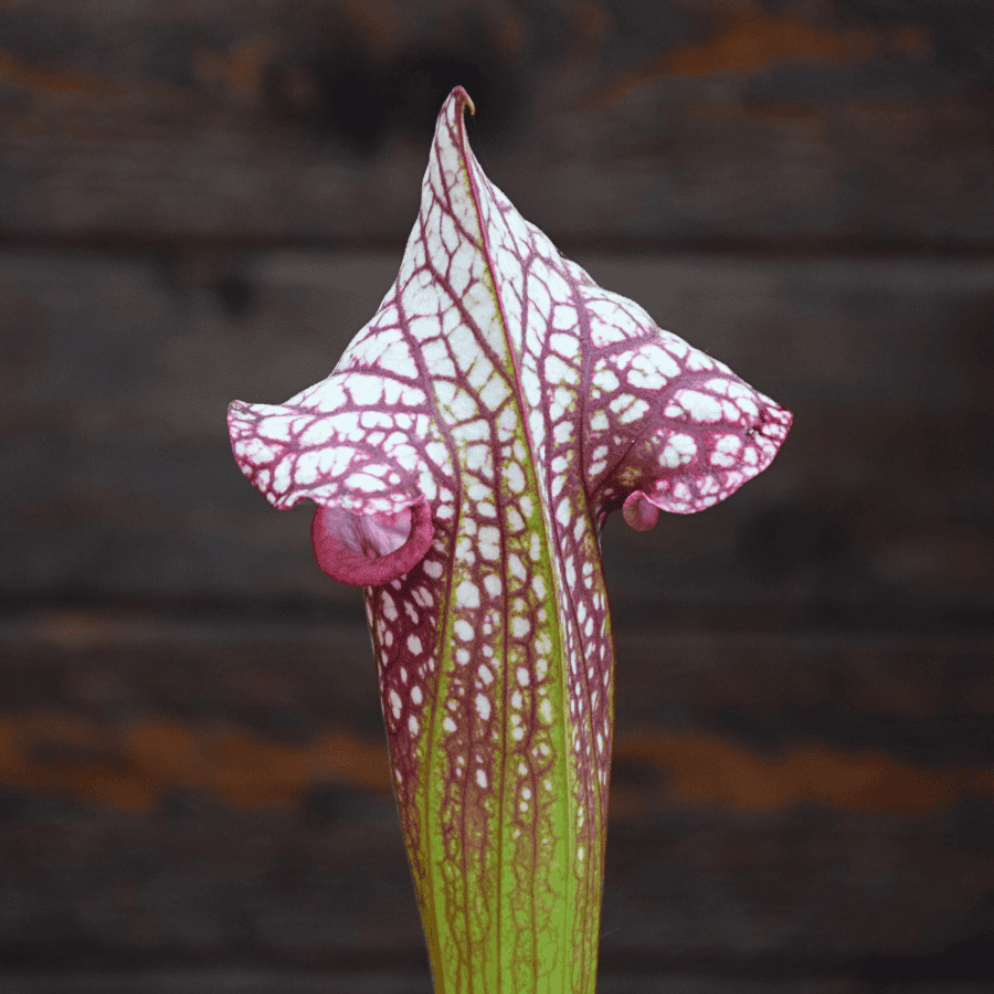 Sarracenia x moorei ('Wilkerson White Knight' x 'Wilkerson red') x 'Adrian Slack'